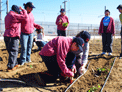Imagen que muestra un grupo de jóvenes voluntarias con discapacidad intelectual participando en en la segunda Edición del Huerto Solidario