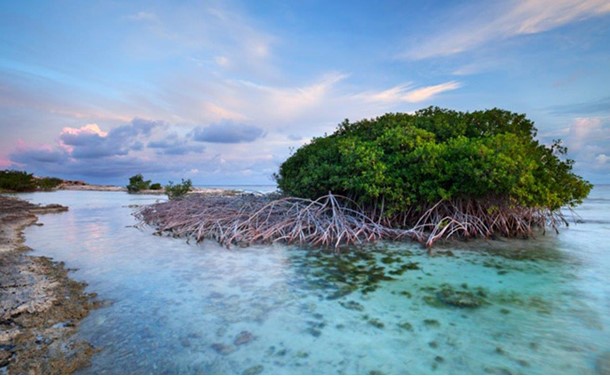 mangrove-trees